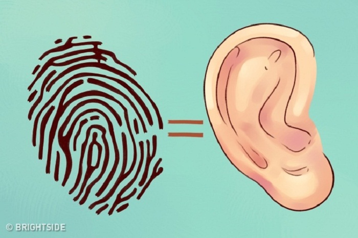 What your ears reveal about you